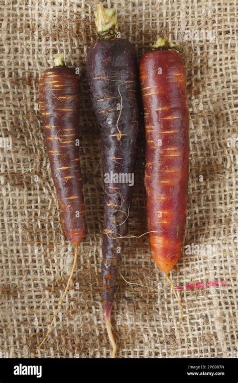 Carrot Daucus Carota Sativus Varieties Purple Haze And Spanish