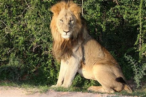 Male Lion Eating — Stock Photo © Fouroaks 2280937