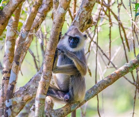 Grey langur Stock Photo | Adobe Stock