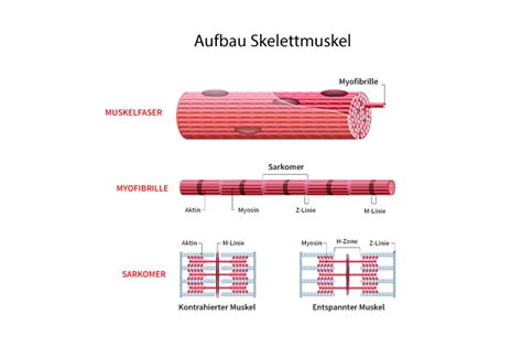 Muskelkontraktion Definition Ablauf Und Arten