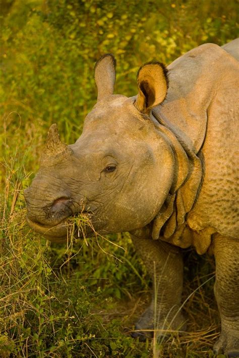 Rhino Saurus Chitwan Nepal One Horned Rhino Smug Basta The