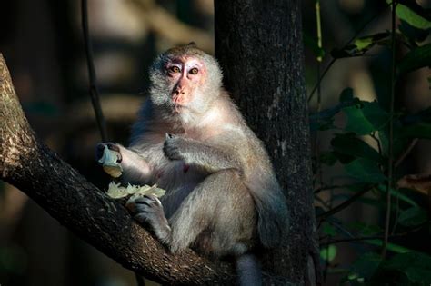 Premium Photo | Macaque close-up in its natural habitat. monkeys from southeast asia. filmed in ...