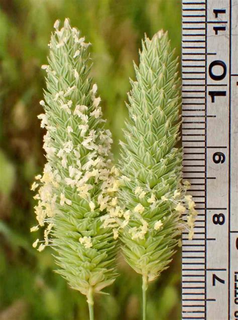 Phalaris Aquatica Identification