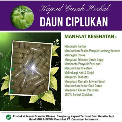 Jual Daun Ciplukan Kapsul Curah Herbal Shopee Indonesia