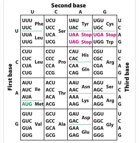 Solved Second Base C A U G U Uuu Ucu Uau Ugu U Phe Tyr Cys