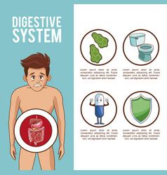 Digestive System Infographic Royalty Free Vector Image