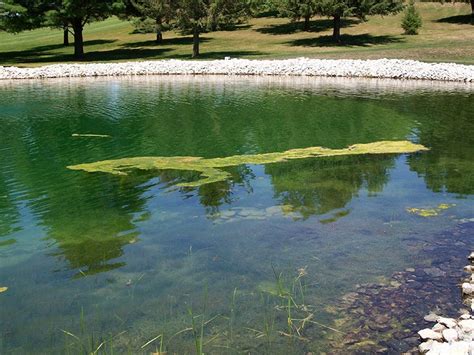 Common Types of Pond Algae: How Much Is Too Much?