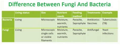 Difference Between Fungi And Bacteria With Comparison Table In Detail