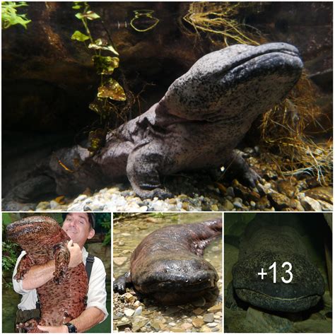 The Chinese Giant Salamander Is The Largest Amphibian In The World And