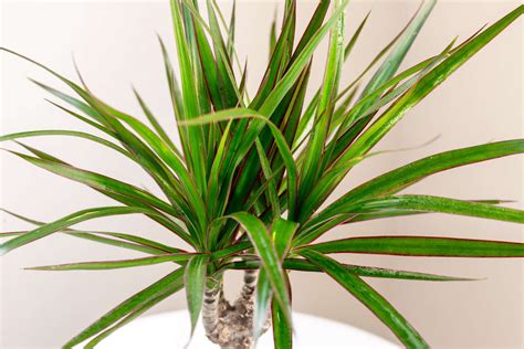 Dracena Draco Online Shopping Dpise Dps Uminho Pt