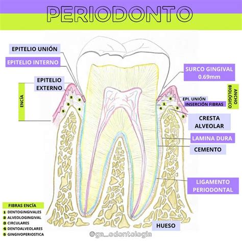 Periodonto Normal Ga Odontologia Udocz