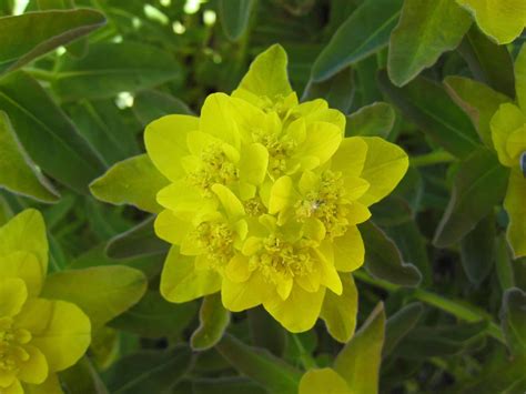 Euphorbia Polychroma Cushion Spurge Seed Cent Shipping Etsy