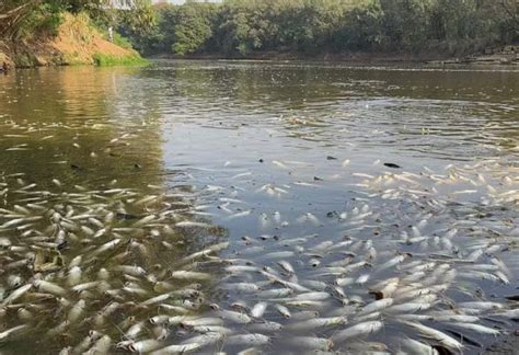 Morte De Tr S Toneladas De Peixes No Rio Piracicaba Investigada Pela