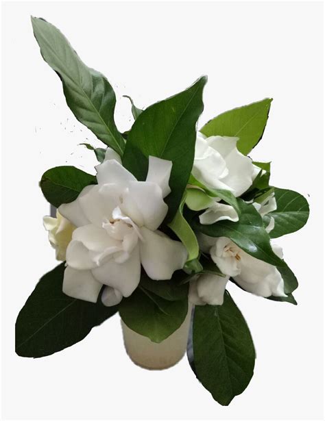 Jasmine , Png Download - Bunga Melati Png, Transparent Png ...