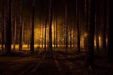 Woods At Night Wallpaper