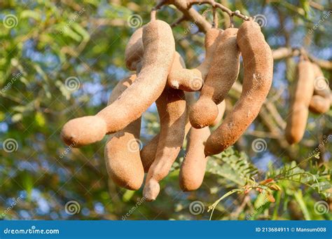 Tamarindus Indica Fruit in Nature Garden Stock Image - Image of green ...