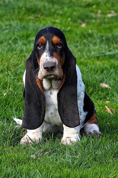 50 Most Popular Basset Hound Dog Names