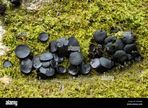 Hongos negros bulgaros fotografías e imágenes de alta resolución Alamy