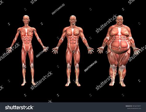 4,233 Anatomy Muscles Fat Images, Stock Photos & Vectors | Shutterstock