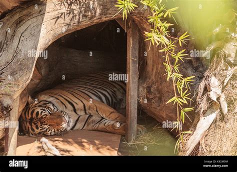 Bengal Tiger Panthera tigris is endangered in its native habitat of ...