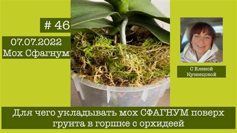 # 46 Для чего и как укладывать мох СФАГНУМ поверх грунта в горшке с ...