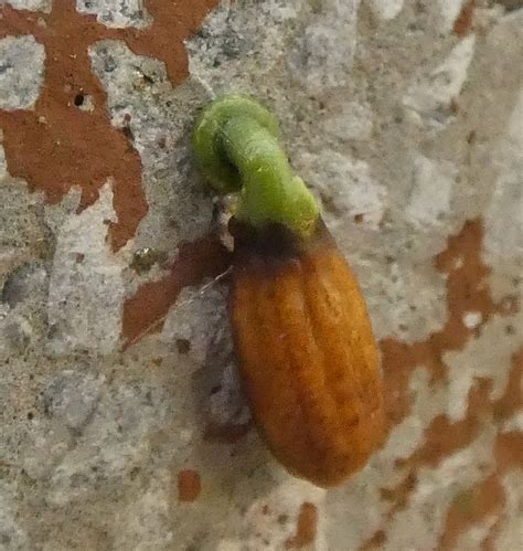 Struthanthus From Zona Rural De Paudalho Pernambuco On January