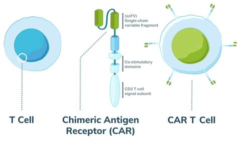 Crispr Technology To Simplify And Enhance Car T Cancer Treatment Access