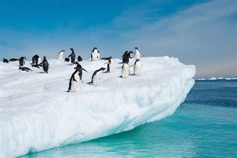 Adelie Penguins Jumping from Iceberg Stock Photo - Image of aquamarine