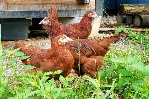 Red Sexlink Production Red Rhode Island Or New Hampshire Backyard Chickens Learn How To