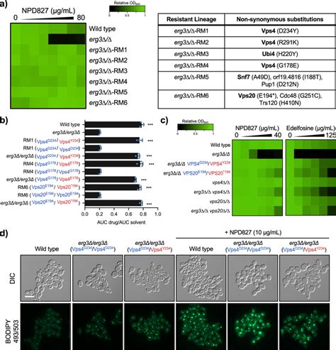 Selection Experiments Identify Mutations In The Escrt Iii Complex That