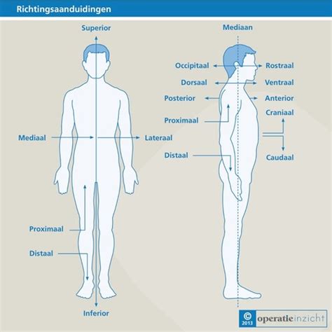 Anatomie Fysiologie En Pathologie Flashcards Quizlet