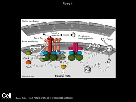 Bacterial Chemotaxis The Five Sensors Of A Bacterium Ppt Download