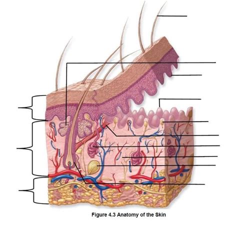 Skin receptors Diagram | Quizlet