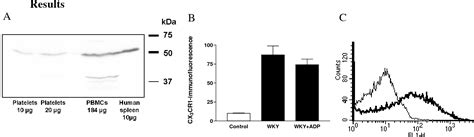 Figure From Activation And Adhesion Novel Role Of The Membrane Bound