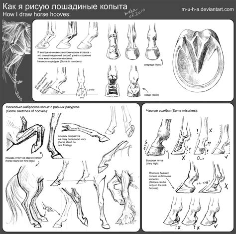 How To Draw Hooves