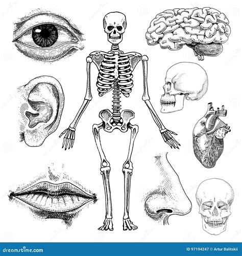 Human Biology Anatomy Illustration Engraved Hand Drawn In Old Sketch And Vintage Style Skull