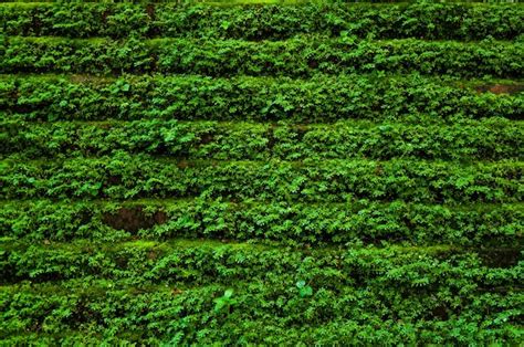 Textura Da Velha Parede De Pedra Coberta De Musgo Verde Para O Fundo