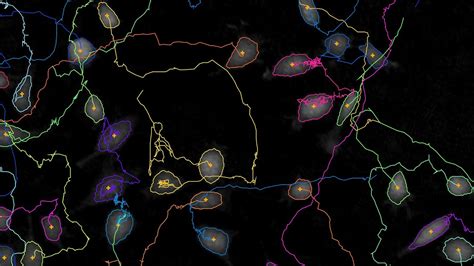 Automatic Single Cell Tracking With Holomonitor App Suite Holomonitor