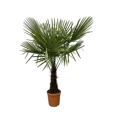 Trachycarpus Fortunei 200 Cm Green Bubble