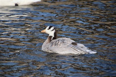 Angsa Berkepala Batang Burung Air Foto Gratis Di Pixabay Pixabay