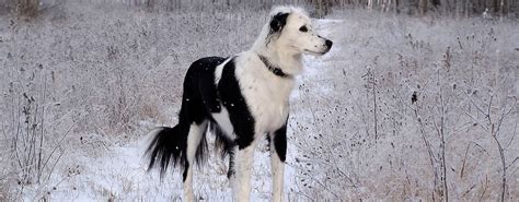 Hunde im Winter vor Unterkühlung schützen Hunde de