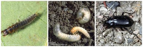 Ground Beetle Life Cycle