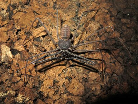 Heterophrynus Species Amblypygi Whip Spiders