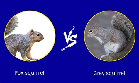 Fox Squirrel vs Grey Squirrel (Why Is My Birdfeeder Empty?) - A-Z Animals