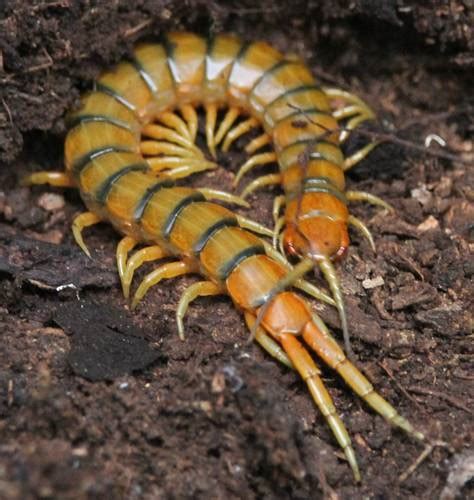 Caribbean Giant Centipede Scolopendra Alternans · Inaturalist Canada