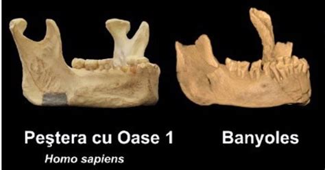 El Sapiens más antiguo de Europa es la mandíbula de Banyoles Girona