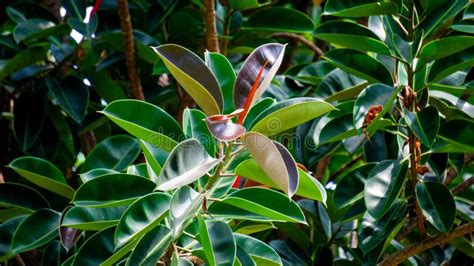 Ficus Elastica Also Known As The Rubber Fig Rubber Bush Rubber Tree