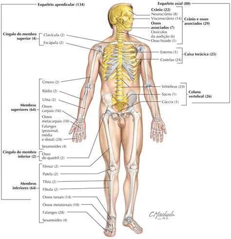 O corpo humano tem quantos ossos Conheça os principais Biologia