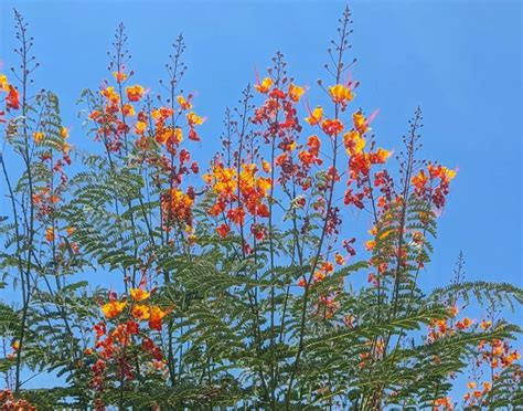 Mexican Bird Of Paradise Vibrant Care Tricks