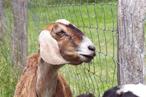 Anemia In Goats Causes Symptoms Treatment And Prevention Artofit